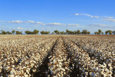 getty-522556574522556574-cotton-field getty-522556574522556574-cotton-field