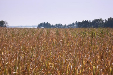 crop_204 crop_204