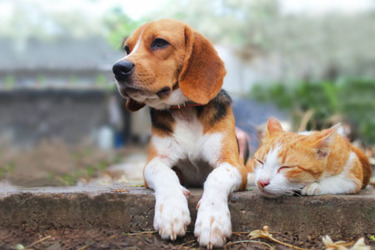 iStock-1008149440-dog-cat-animal-companion iStock-1008149440-dog-cat-animal-companion