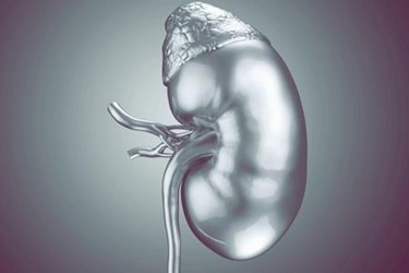 Update On The Implantable Bioartificial Kidney