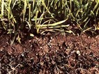 Turf Reinforcement Mat Turf Reinforcement Mat