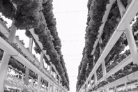 KETOS-Water-Quality-Guide---Vertical-Agriculture-Applications-20