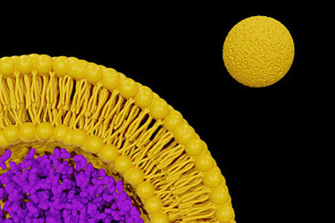 liposomes nanoparticles GettyImages-1368862164