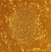 amsbiopr79-lowresimage amsbiopr79-lowresimage
