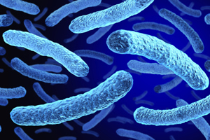 Legionella Bacteria-GettyImages-2209458892