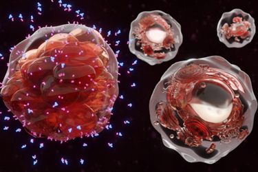 Cancer cell surrounded by therapeutic antibodies GettyImages-1250270684
