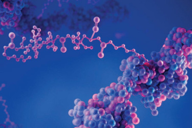 Peptide