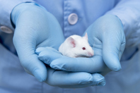 Eliminating USP <88> In Vivo Animal Bioreactivity Testing For Polymer Characterization Experimental-mouse-GettyImages-940800024