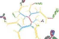 2layer with antibody and siRNA2