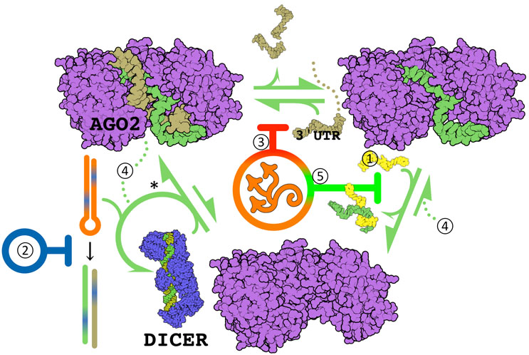 Targeting RNA With Small Molecules