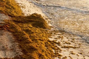 istock-1021261856-sargassum istock-1021261856-sargassum