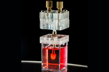 Medera_Heart in a jar 2