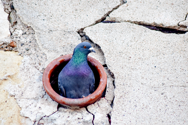 Pigeon-iStock-518002268