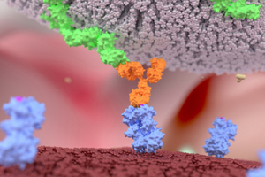 Natural Killer Cell Receptor-GettyImages-1033017970