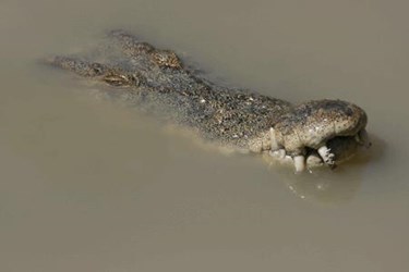 Australian_Salt_Water_Crocodile Australian_Salt_Water_Crocodile