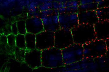 Living Cell- Danaher