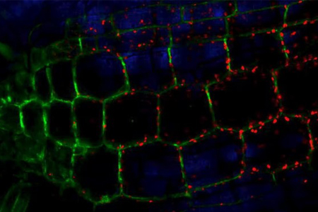 Live-Cell Imaging Techniques- Visualizing The Molecular Dynamics Of Life