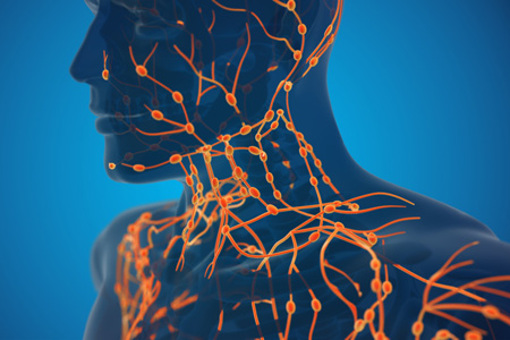 lymphatic system, lymphoid system-GettyImages-1418110454