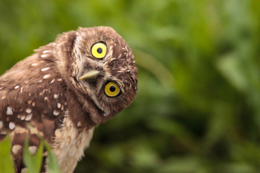 Burrowing owl-GettyImages-964611070 Burrowing owl-GettyImages-964611070