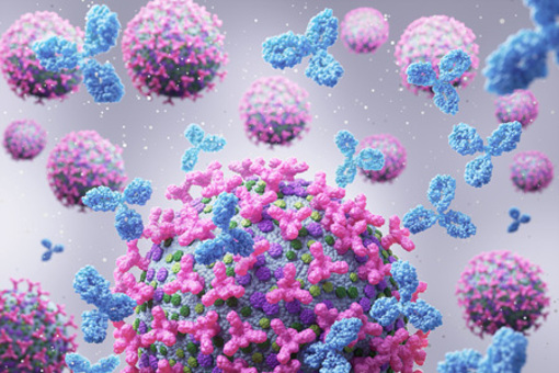 Antibody attack cancer cell-GettyImages-2212827792
