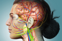 Getty Images-1256953021_nerve