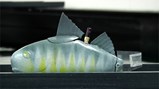 roboticfish.jpg