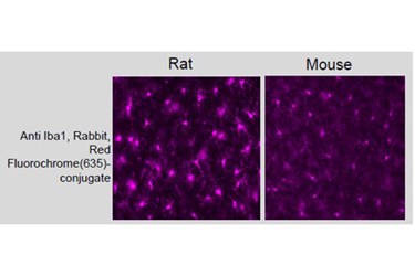 Microglial Marker: Labeled Iba1 Antibody