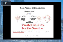 Gene Editing In Hematopoietic Stem Cells For Monogenic Blood Cell Diseases