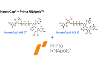 Primrose Bio - Hanmicap