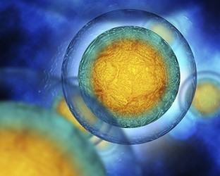 vesicles in a human cell