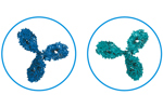 TA Antibody Bucket Image
