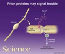 Normal prion protein functions as signal transducer