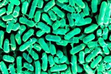 PetSmart Salmonella Outbreak