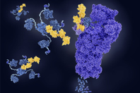 GettyImages-1173354781 protein degradation