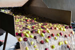 Food_Industry_Influent_Raw_Olives_in_Water_480x319