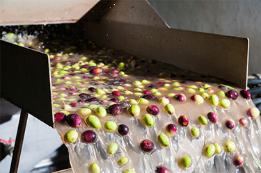 Food_Industry_Influent_Raw_Olives_in_Water_480x319 Food_Industry_Influent_Raw_Olives_in_Water_480x319