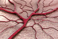 Blood vessels