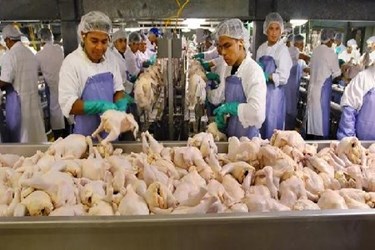 HACCP Under Fire Meat Processing Plants HACCP Under Fire Meat Processing Plants
