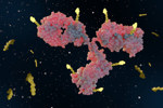 Antobody drug conjugates, ADCs-GettyImages-2152418328