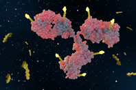 Antobody drug conjugates, ADCs-GettyImages-2152418328