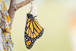 Monarch Butterfly-GettyImages-489775820