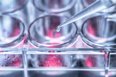 Biotechnology Scientist pipetting sample into a multi well plate iStock-1294915154