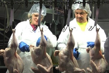 FSIS New Poultry Inspection Clarification