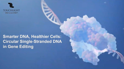 Smarter DNA, Healthier Cells: Circular Single‑Stranded DNA in Gene Editing