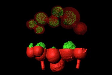 U-T Bacteria Architecture