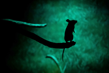 Lab Mouse-GettyImages-1459570569 Lab Mouse-GettyImages-1459570569