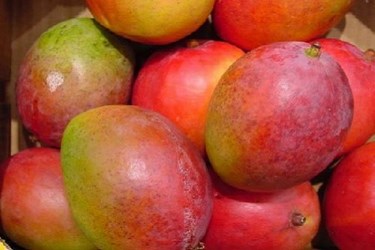 Mango Industry Safety And Traceability