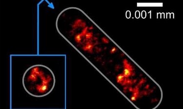Optical Tractor Beam Traps Bacteria Optical Tractor Beam Traps Bacteria