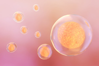 GettyImages-1330782159 stem cell
