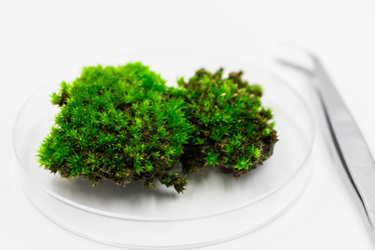 GettyImages-2154054135-petri-dish-moss